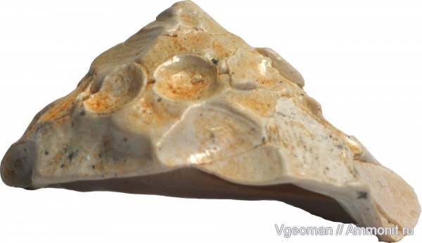 Xenophora, Eocene, Paris basin, barton