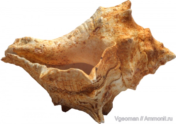 Eocene, Paris basin, barton, Melongena