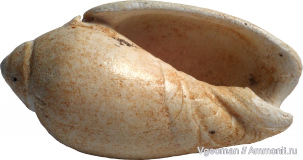 Eocene, Paris basin, barton, Olivella