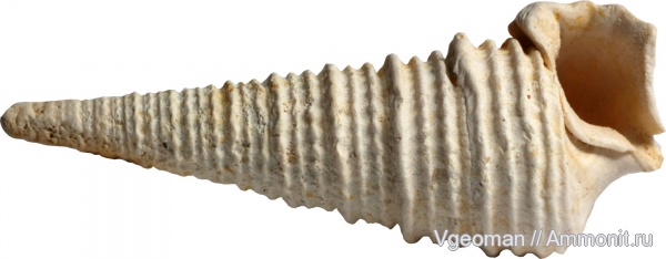 Potamides, Eocene, Paris basin, barton