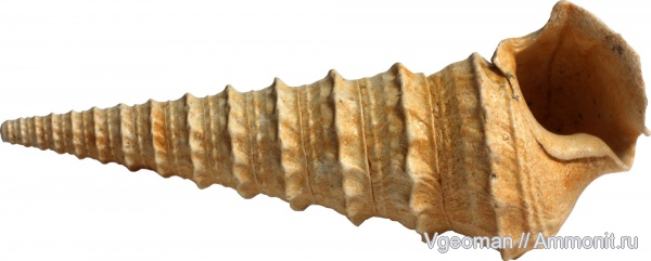 Potamides, Eocene, barton