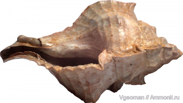 Pterynotus, Eocene, barton