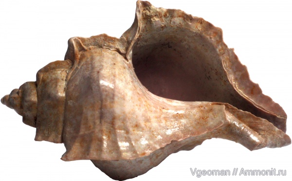 Pterynotus, Eocene, Paris basin, barton