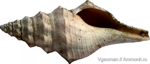 Eocene, Paris basin, barton, Surcula