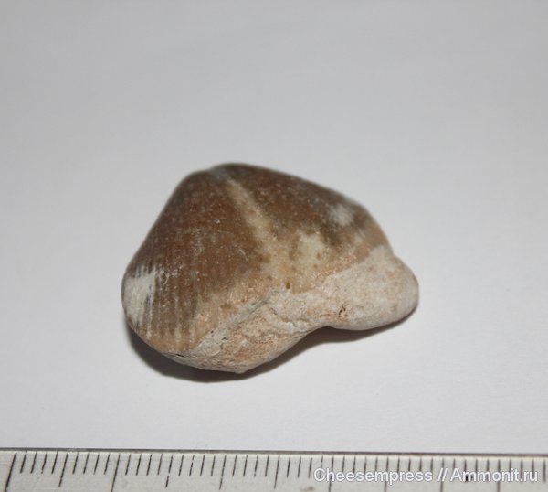 Choristites, Spiriferida