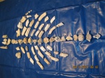 Окаменелые кости Кубани