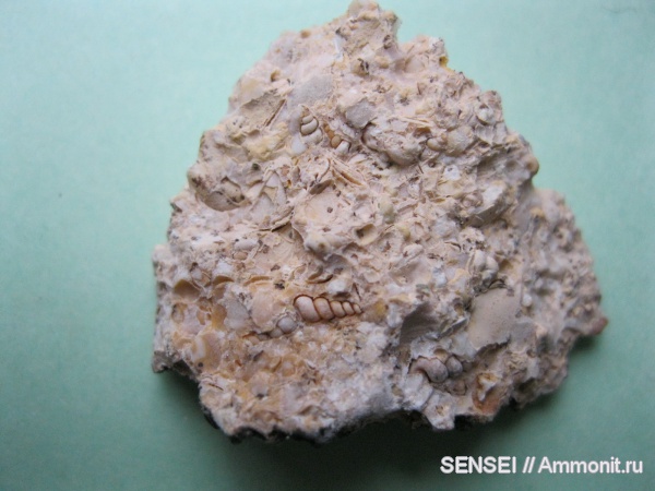 неоген, брюхоногие моллюски