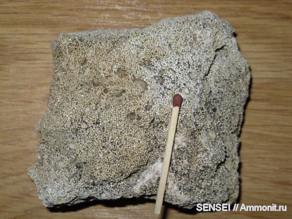 членистоногие, ракообразные, кайнозой