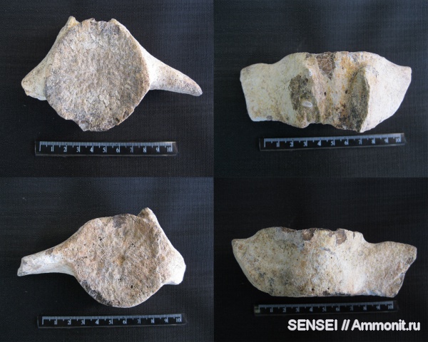 миоцен, цетотерии