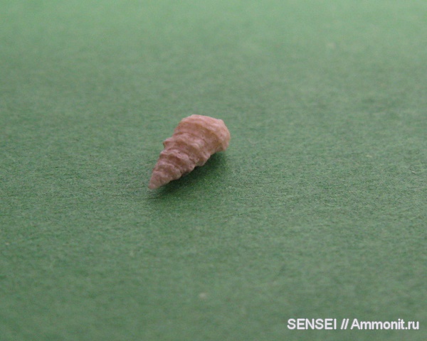 неоген, брюхоногие моллюски