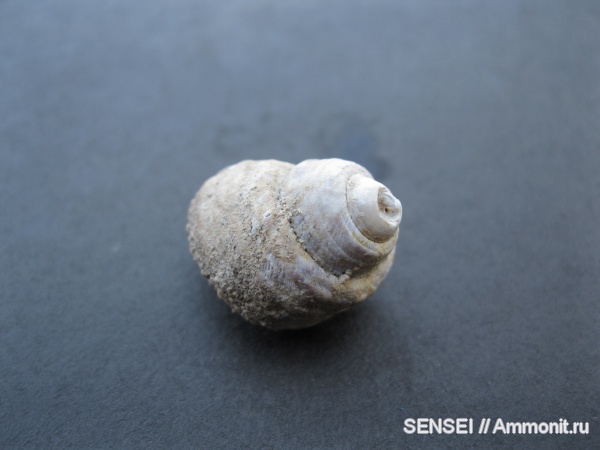 гастроподы, неоген, Кубань