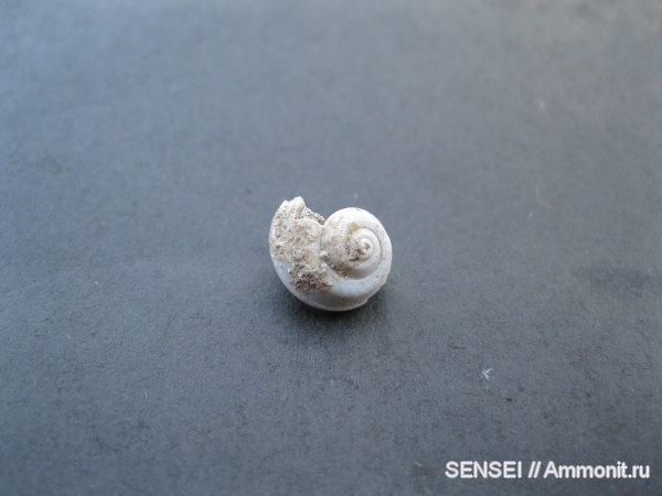 неоген, брюхоногие моллюски