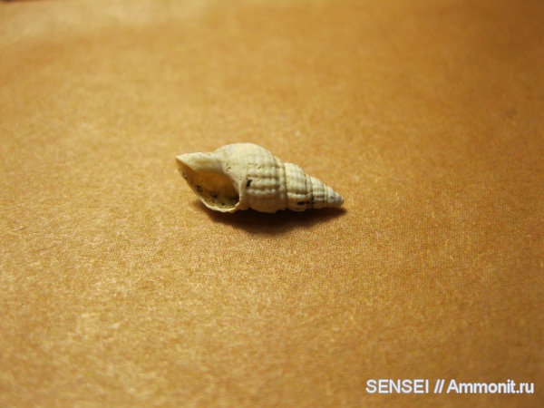 неоген, брюхоногие моллюски, Кубань