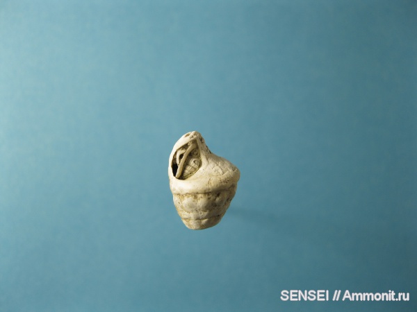 гастроподы, неоген, палеоарт, Кубань