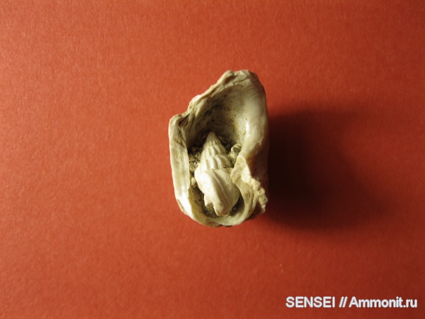 гастроподы, неоген, палеоарт, Краснодарский край