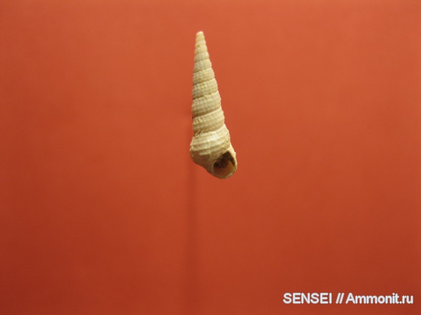 брюхоногие моллюски, сармат, Кубань