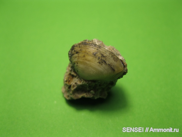 моллюски, миоцен, Кубань