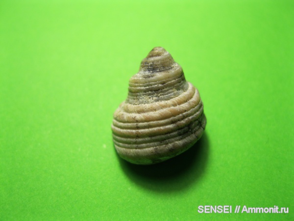 гастроподы, неоген, Кубань