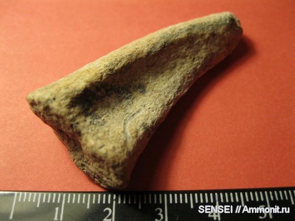 млекопитающие, Phoca, сармат, Кубань