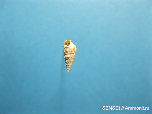 неоген, брюхоногие моллюски, Кубань, Cerithium orientale