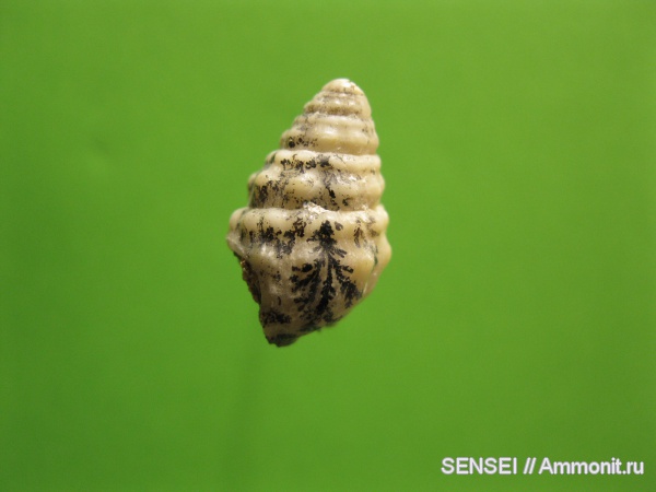 моллюски, дендриты, Кубань, Cerithiidae, Cerithium cattleyae