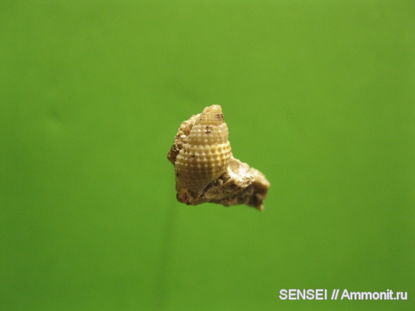 неоген, брюхоногие моллюски, палеоарт, Кубань