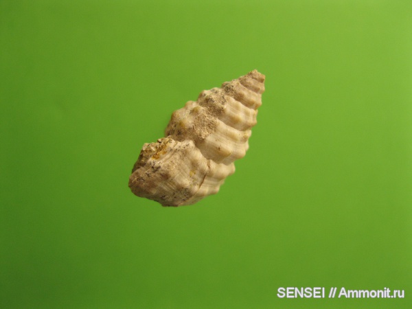 Кубань, Cerithiidae, Cerithium cattleyae