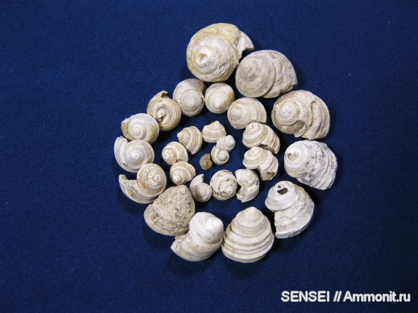 неоген, палеоарт, Кубань, Troсhidae