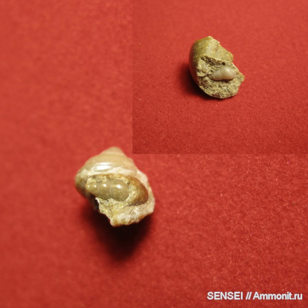 неоген, брюхоногие моллюски, Кубань