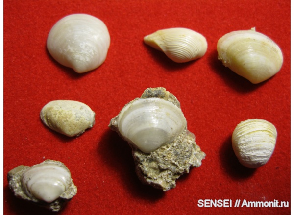 Кубань, Leda fragilis, Corbula gibba, Corbulidae