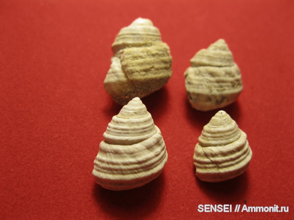 неоген, брюхоногие моллюски, Кубань