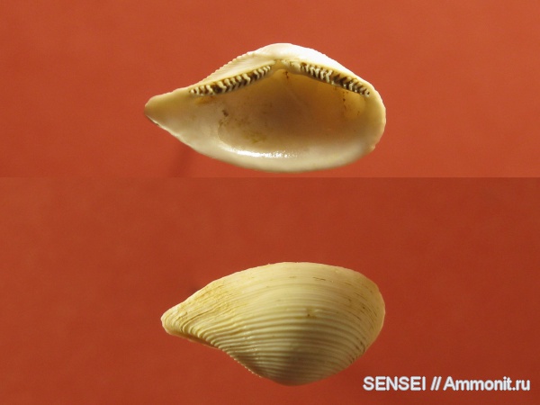 неоген, двустворчатые моллюски, Кубань, Leda, Leda fragilis