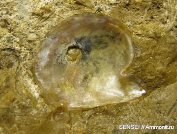 неоген, двустворчатые моллюски, Краснодарский край