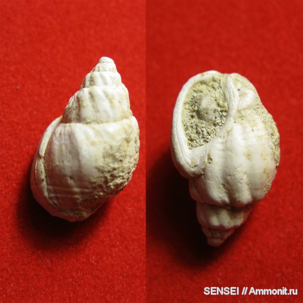 неоген, брюхоногие моллюски, Кубань