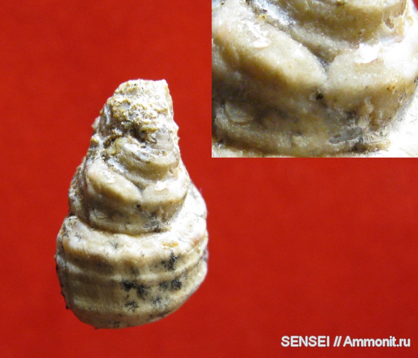 гастроподы, неоген, Кубань