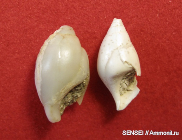 гастроподы, неоген, Кубань
