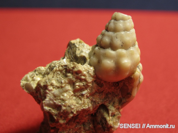 гастроподы, кайнозой, палеоарт, Кубань, Cerithiidae