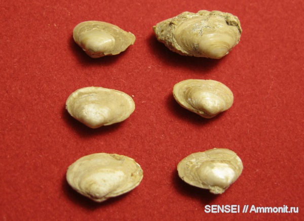 неоген, двустворки, Mactra, Кубань