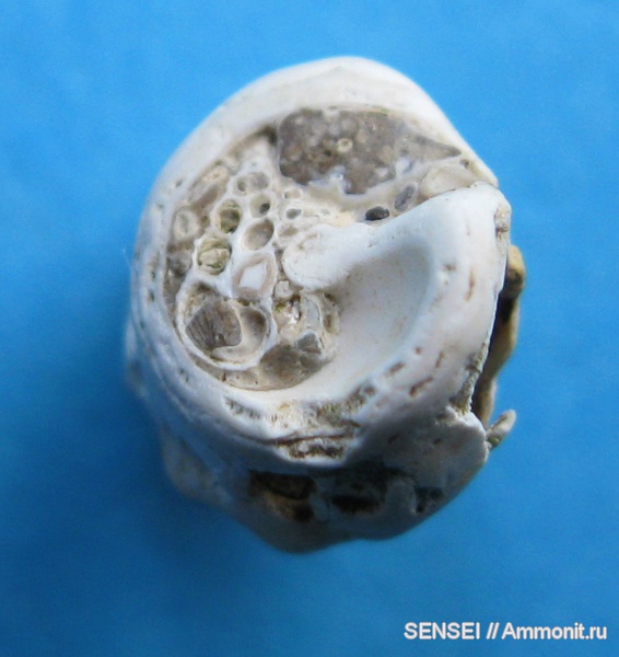 гастроподы, неоген, палеоарт, Кубань