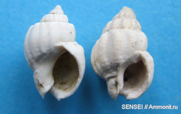 неоген, брюхоногие моллюски, Кубань