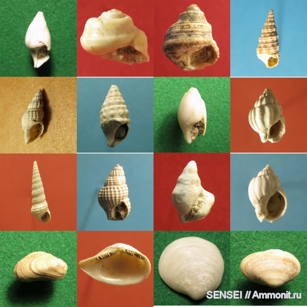 неоген, двустворчатые моллюски, брюхоногие моллюски, Dorsanum, Mactra, Кубань, Nassa, Leda, Brachidontes