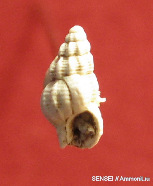 гастроподы, неоген, Nassarius contusus