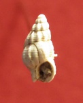 Nassariidae.Nassarius contusus.