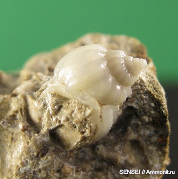 гастроподы, неоген, палеоарт, Кубань