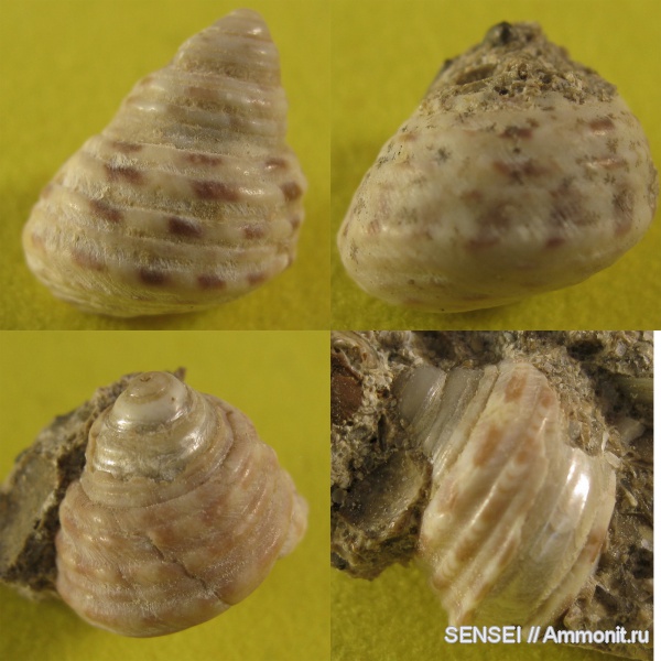 гастроподы, неоген, прижизненная окраска, Краснодарский край