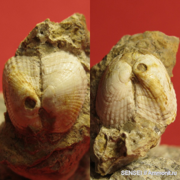 неоген, двустворки, Arca, Кубань