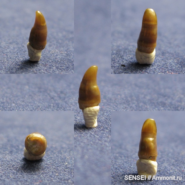 кайнозой, дельфины, Краснодарский край