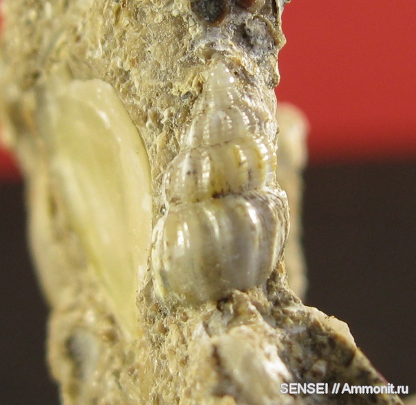 гастроподы, неоген, палеоарт