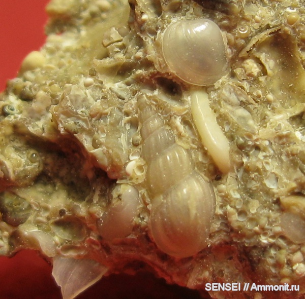 неоген, брюхоногие моллюски, палеоарт, Кубань