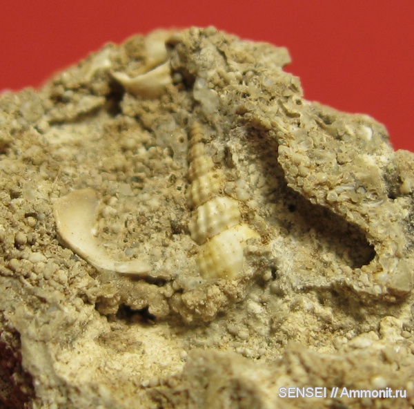 гастроподы, неоген, палеоарт, Кубань